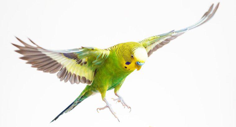 ¿Cuáles son algunos nombres lindos de Parakeet?