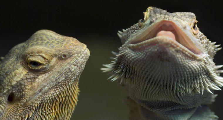 ¿Cómo saber si un dragón barbudo está enfermo?