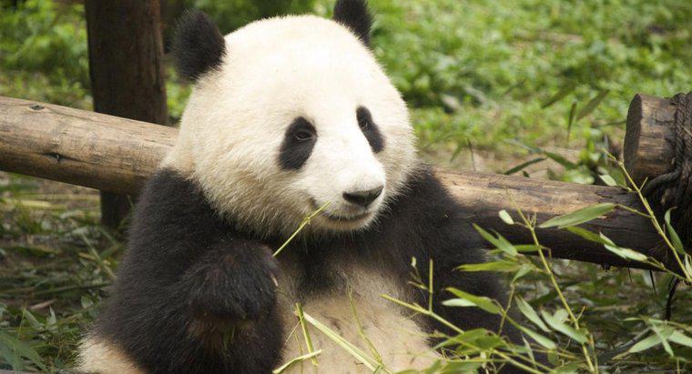 ¿Cómo se ven los pandas gigantes?