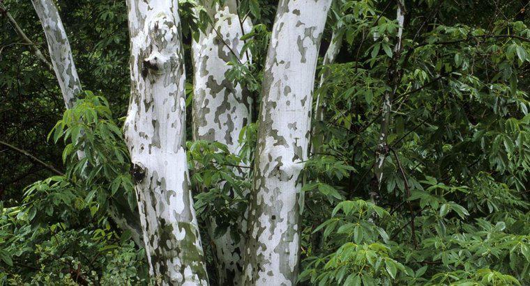 ¿Cuáles son algunos usos de los árboles de sicómoro?