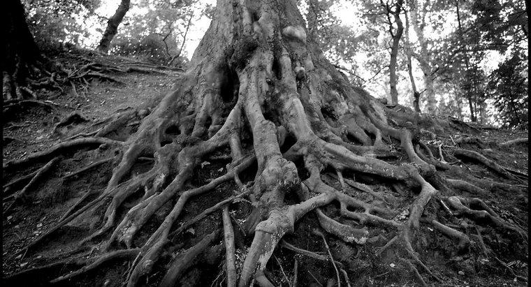 ¿Cuál es la definición de "absorción de raíz"?
