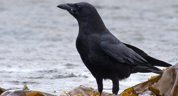 ¿Qué significa si una persona ve un cuervo negro?