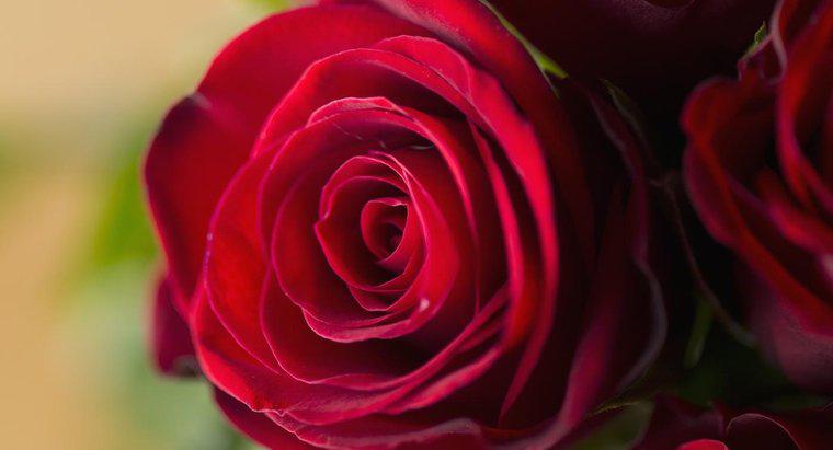 ¿Qué significan las rosas rojas?