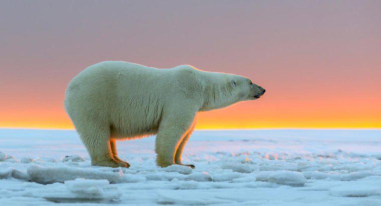 ¿Qué tan grandes consiguen los osos polares?