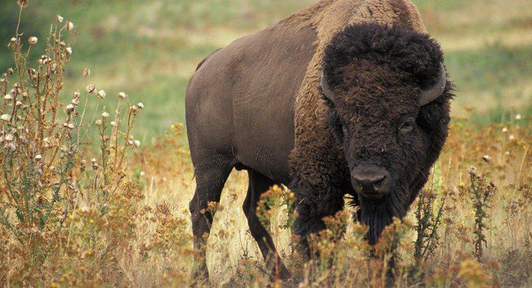 ¿Dónde viven los bisontes?