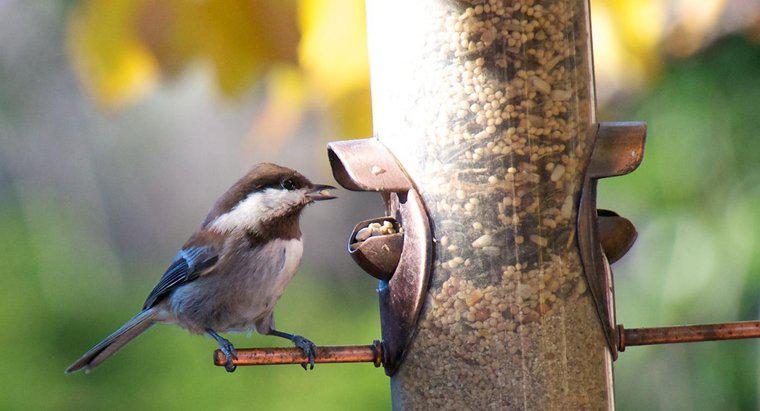 ¿Qué tipo de comida comen los pájaros?
