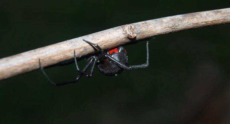 ¿Cuáles son los tipos más peligrosos de arañas?