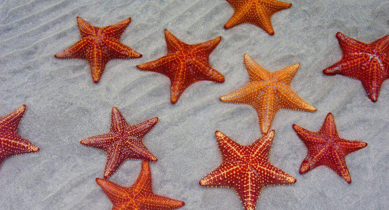 ¿Cómo respiran las estrellas de mar?