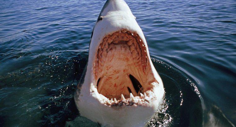 ¿Por qué ocurren grandes ataques de tiburón blanco?