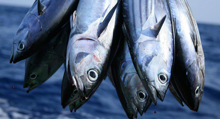 ¿Qué comen los pescados de atún?