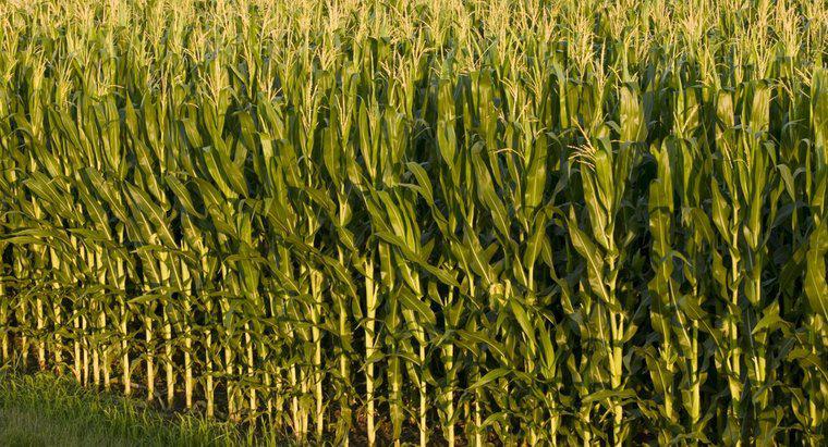 ¿Cuál es la diferencia entre maíz y maíz?