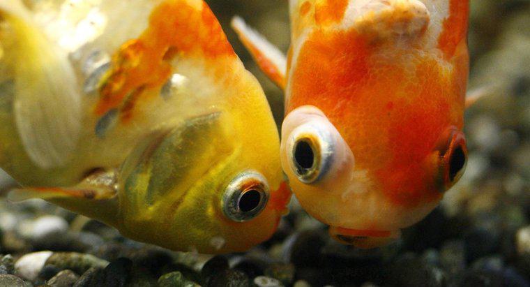 ¿Cómo hacen Goldfish los bebés?