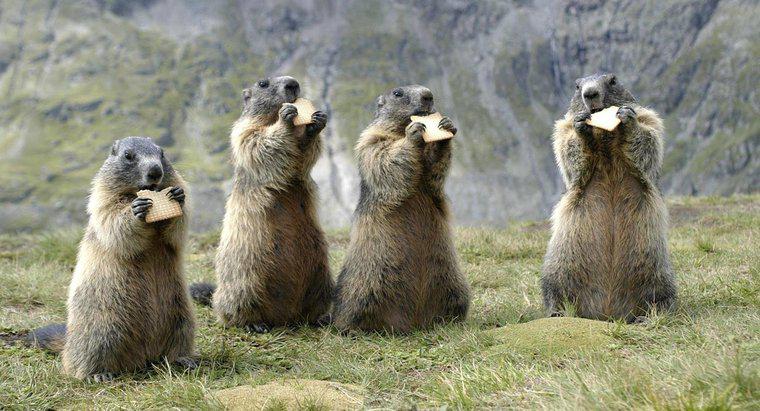 ¿Cuánta madera puede una tirada de marmota?