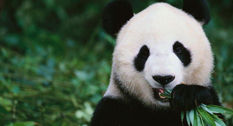 ¿Qué comen los osos panda?