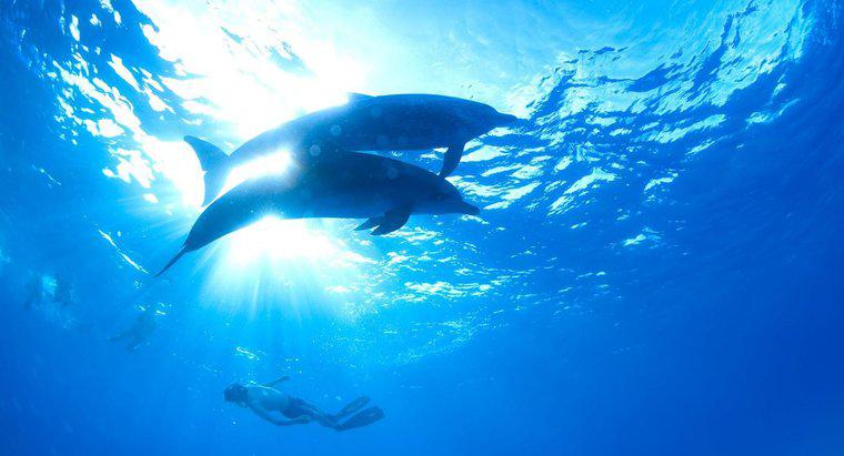 ¿En qué zona del océano viven los delfines?