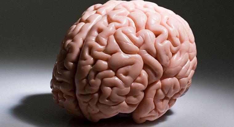 ¿Qué parte del cerebro es responsable de los procesos de pensamiento superior, como el pensamiento lógico?