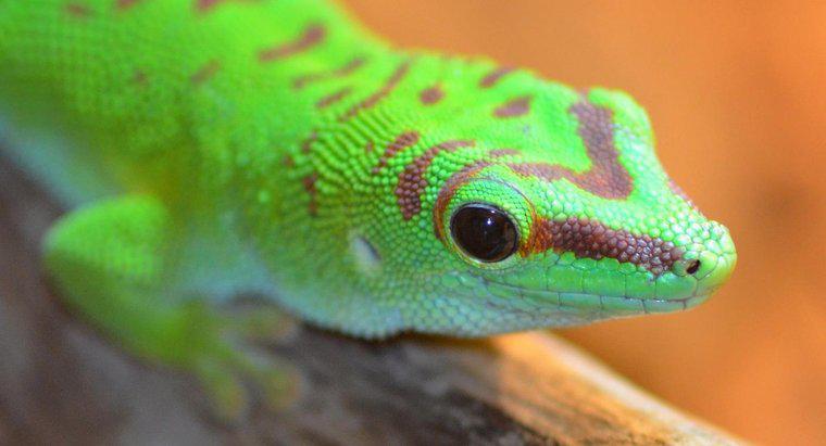 ¿Qué comen los geckos?