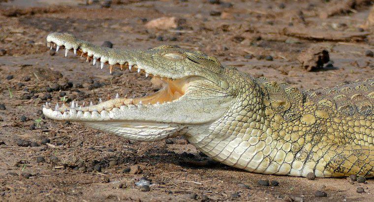 ¿Qué come el cocodrilo del Nilo?