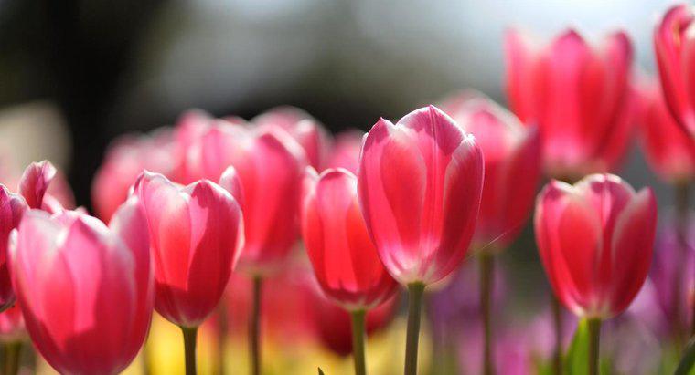 ¿Cómo se reproducen los tulipanes?
