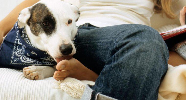 ¿Por qué los perros lamen los pies humanos?