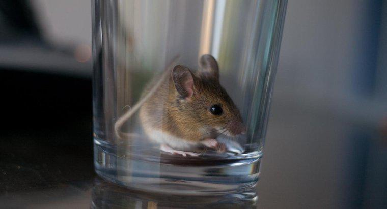 ¿Cuáles son algunos remedios caseros para matar ratones?