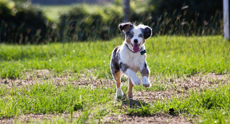 ¿Qué tan rápido puede correr un perro?