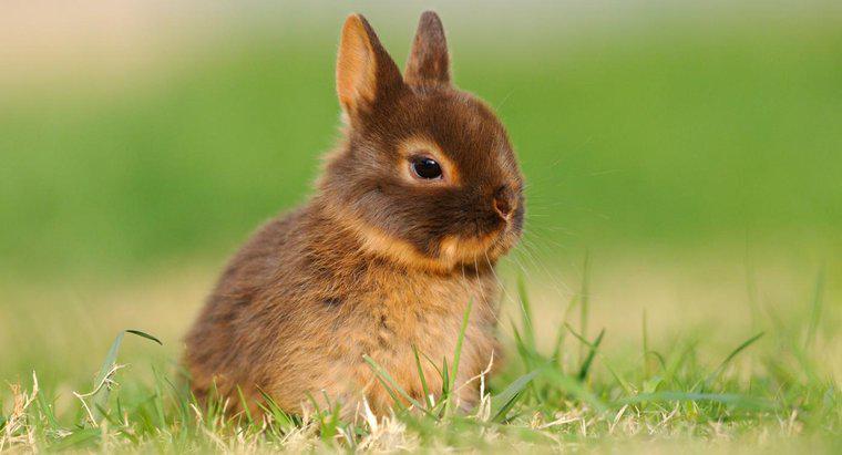 ¿Cuánto tiempo vive un conejo enano de Holanda?