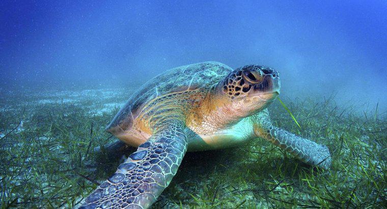 ¿Cuánto pesan las tortugas marinas?