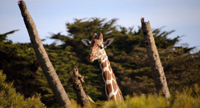 ¿Cuántas vértebras tiene una jirafa?