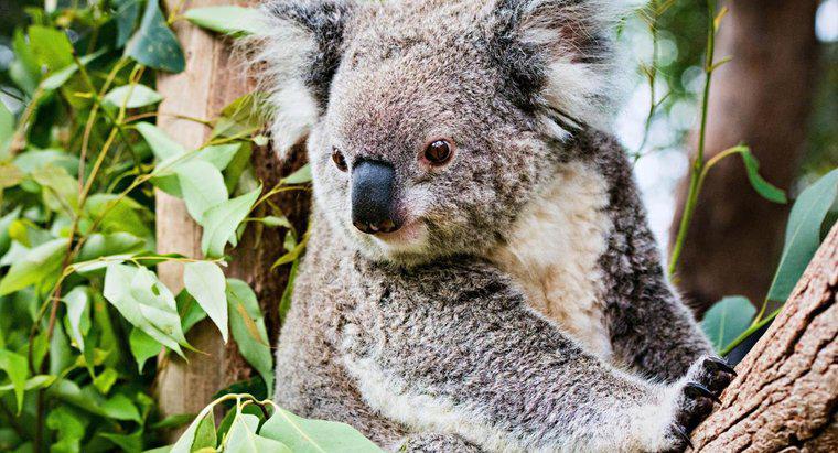 ¿Por qué están en peligro los koalas?