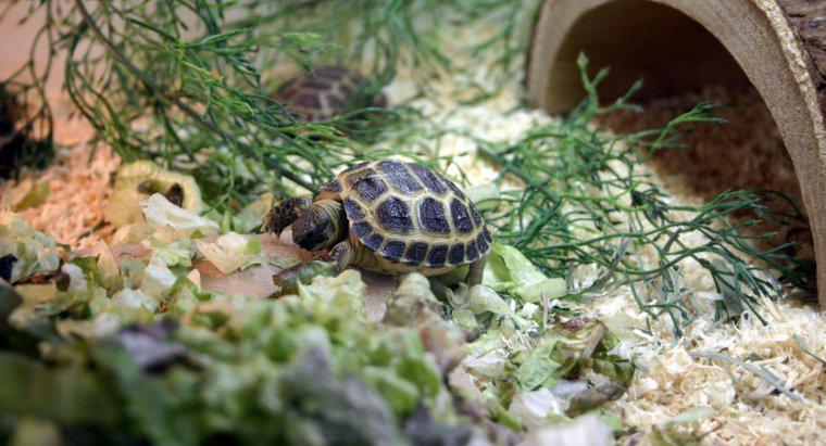 ¿Qué se incluye en un kit completo de hábitat para tortugas?