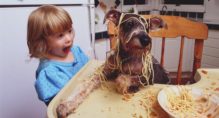 ¿Pueden los perros comer pasta?