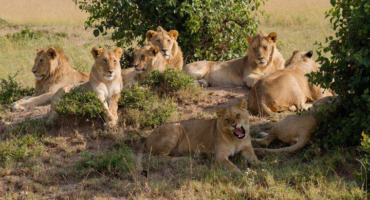 ¿Cómo se llama un grupo de leones?