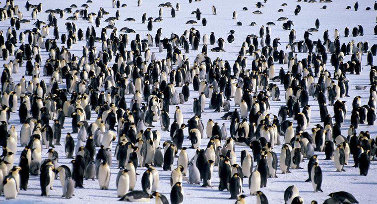 ¿Dónde viven los pingüinos?