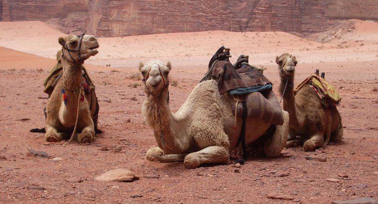 ¿Cuánto tiempo viven los camellos?