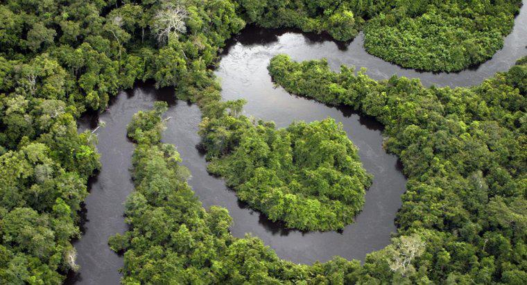 ¿Qué tipos de cuerpos de agua se encuentran en una selva tropical?