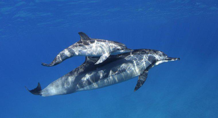 ¿Cuántos bebés tienen los delfines?