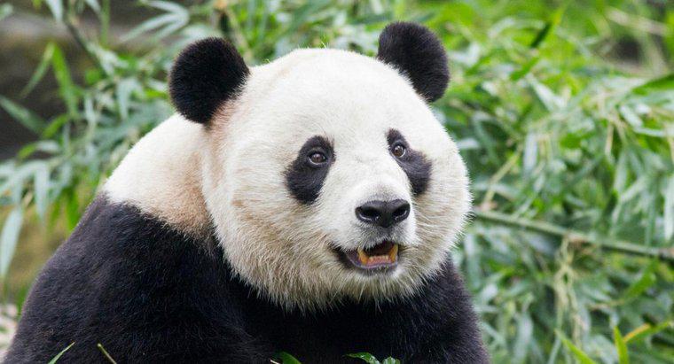 ¿Cuáles son algunos enemigos del panda gigante?