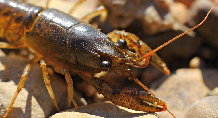 ¿Cuál es la función de las branquias en cangrejos de río?