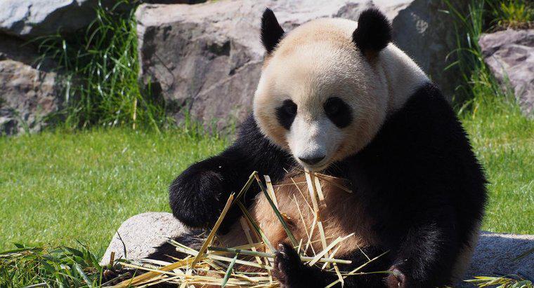 ¿Cómo se han adaptado los pandas gigantes a su entorno?