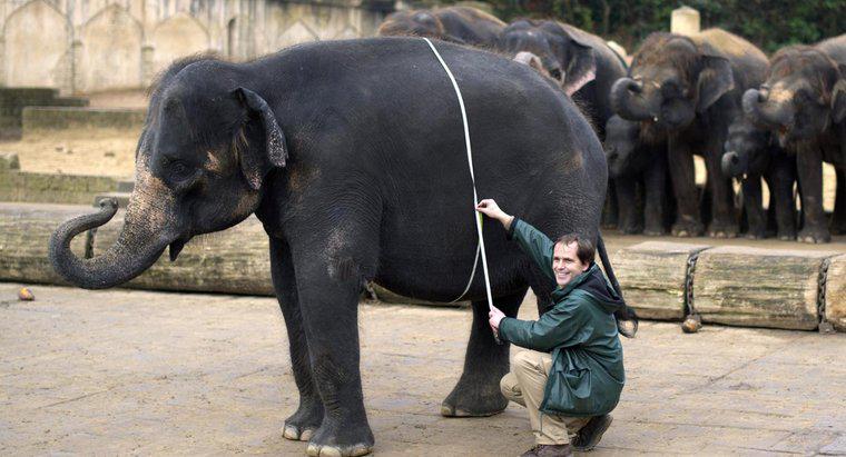 ¿Cuánto pesan los elefantes en toneladas?