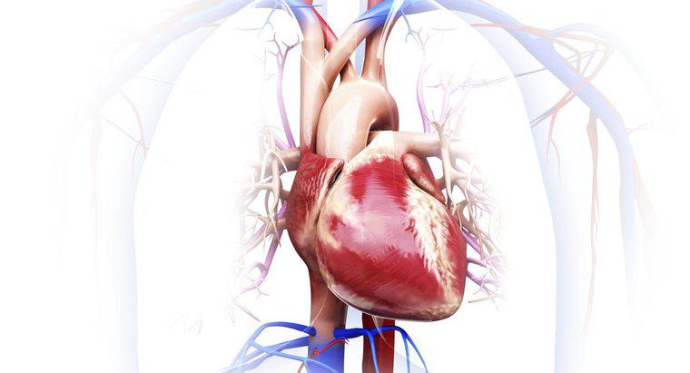 ¿Qué son los órganos en el sistema circulatorio?