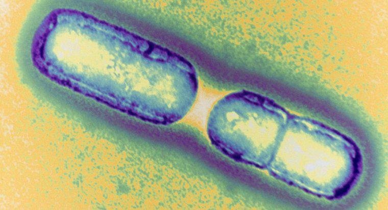 ¿Cómo se multiplican las bacterias?