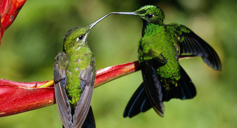 ¿Cómo se reproducen los colibríes?