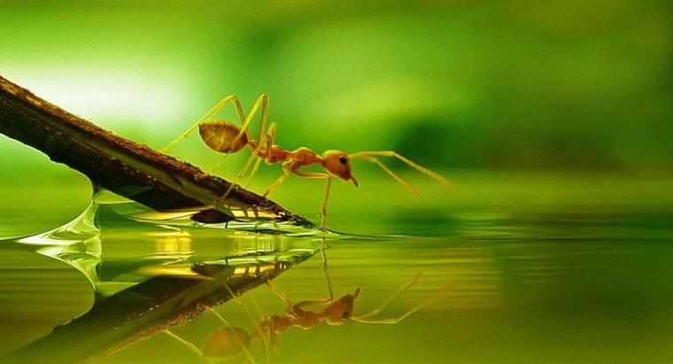 ¿Pueden las hormigas nadar?