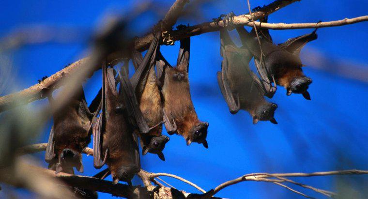 ¿Cómo se reproducen los murciélagos?