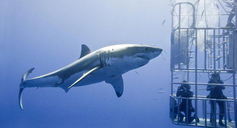 ¿Cuál es el tiburón blanco más grande jamás visto?