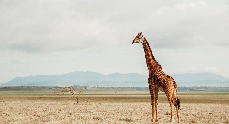 ¿Qué es el hábitat natural de las jirafas?