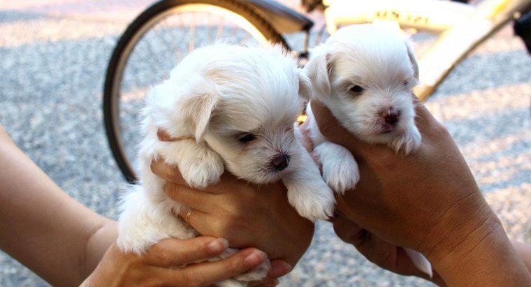 ¿Cuánto tardan los cachorros malteses en crecer a tamaño completo?