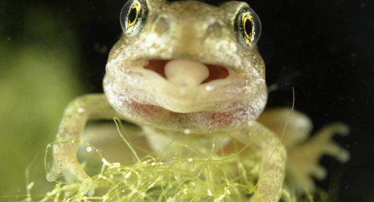 ¿Cuánto dura una lengua de rana?